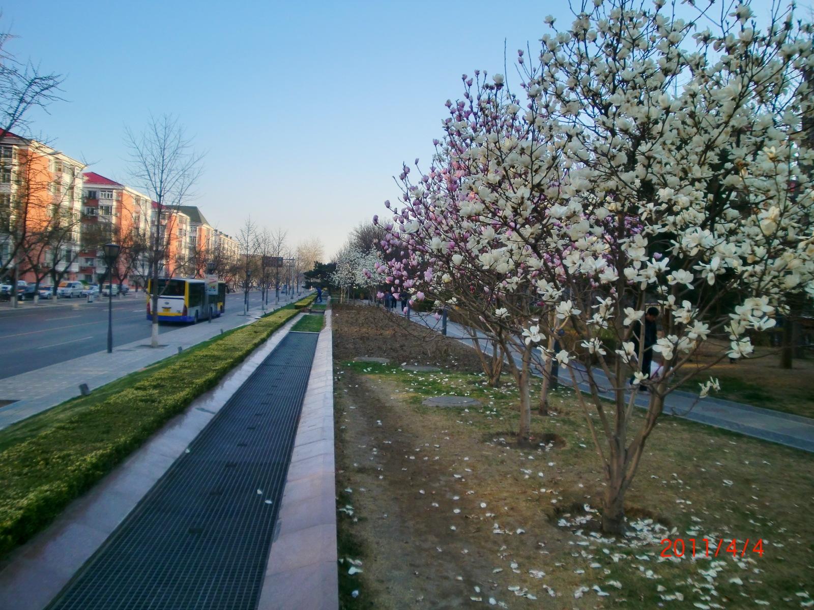 �k���̂��̋G�߂ؘ͖@�����ꂢ�ɍ炢�Ă��܂����B